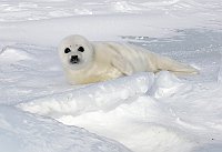 Harpseal122