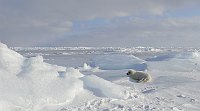 Harpseal131