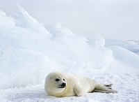 Harpseal143