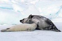 Harpseals102