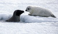 Harpseals111