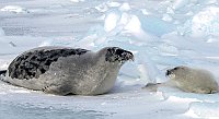 Harpseals116