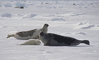 Harpseals134