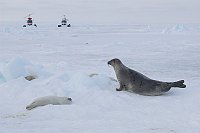 Harpseals135