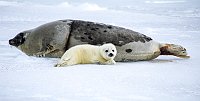 Harpseals139