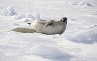 Harpseals141