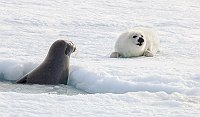 Harpseals144