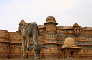 IMG_5113