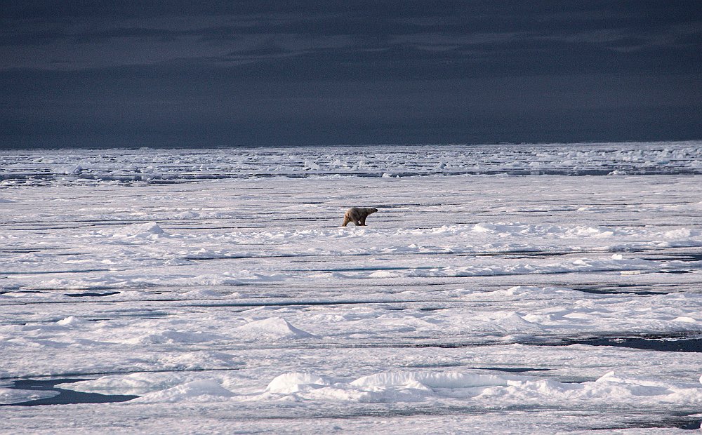 PolarBear144.JPG