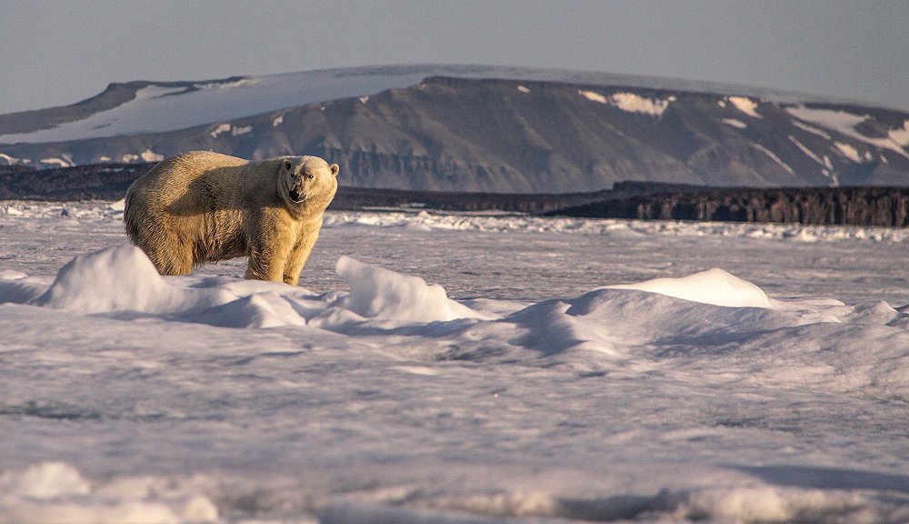 PolarBear147.JPG