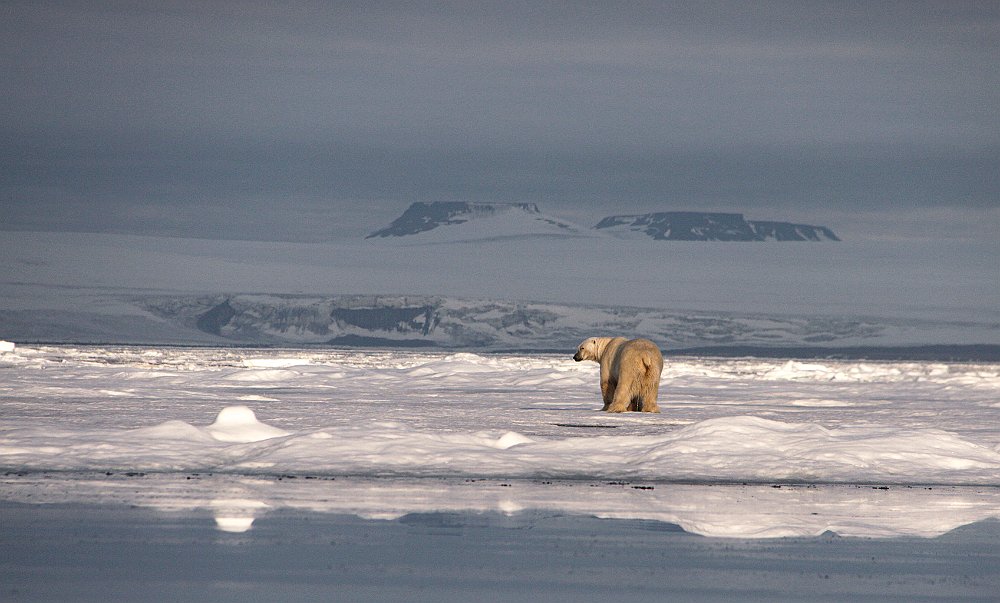 PolarBear148.JPG