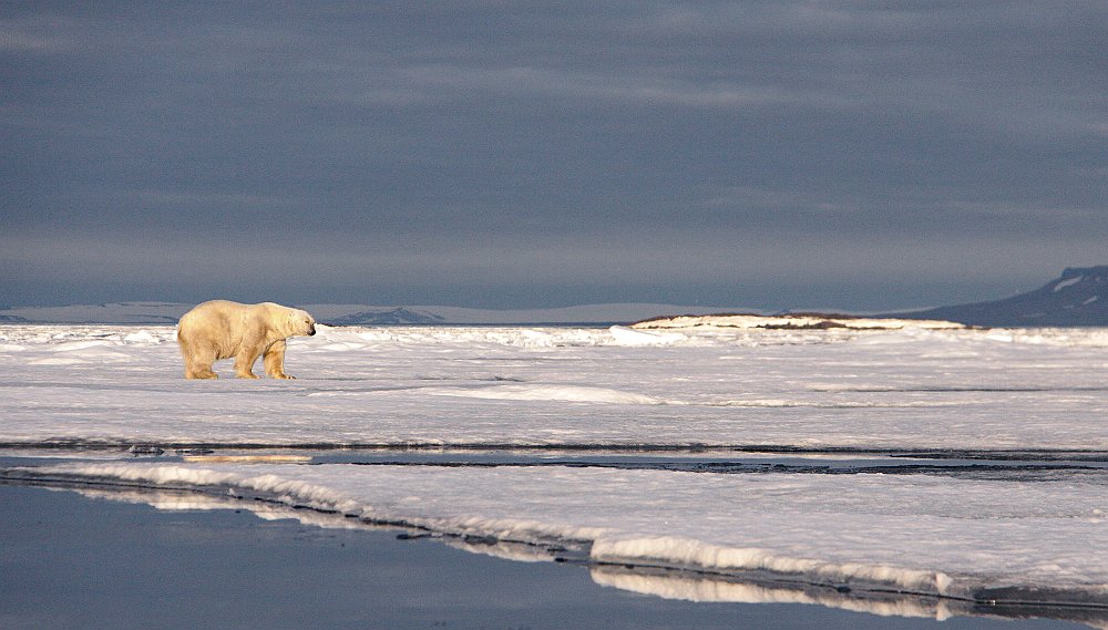 Polarbears150.JPG