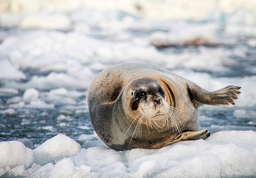 Seal48.JPG