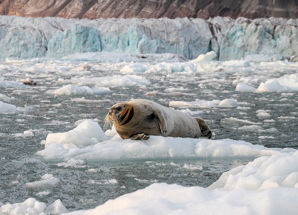 Seal56.JPG