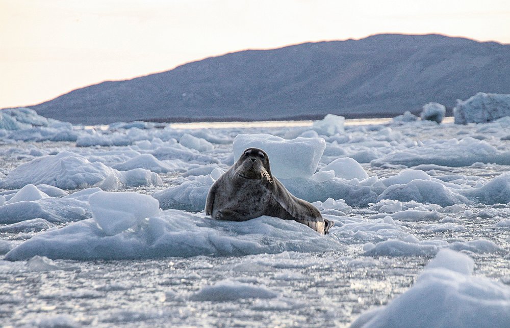 Seal59.JPG