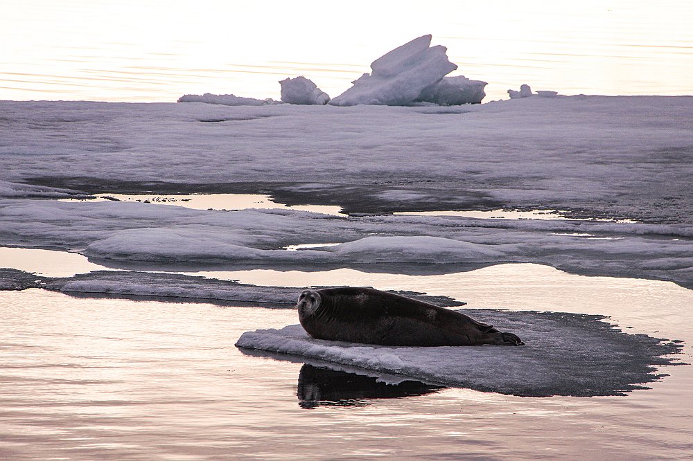 Seal61.JPG