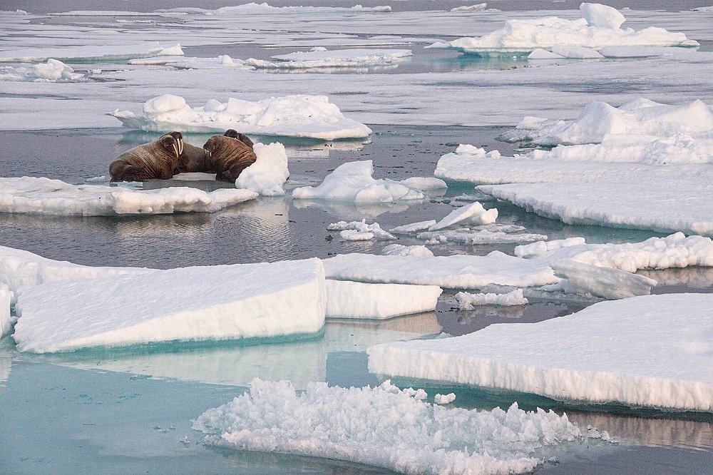 Walruses50.JPG