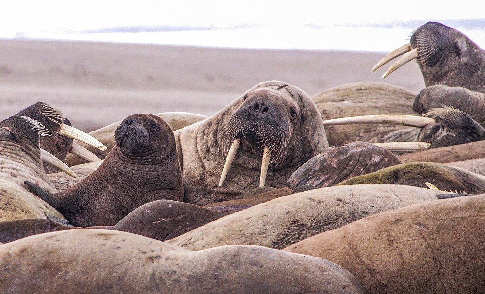 Walruses51.JPG