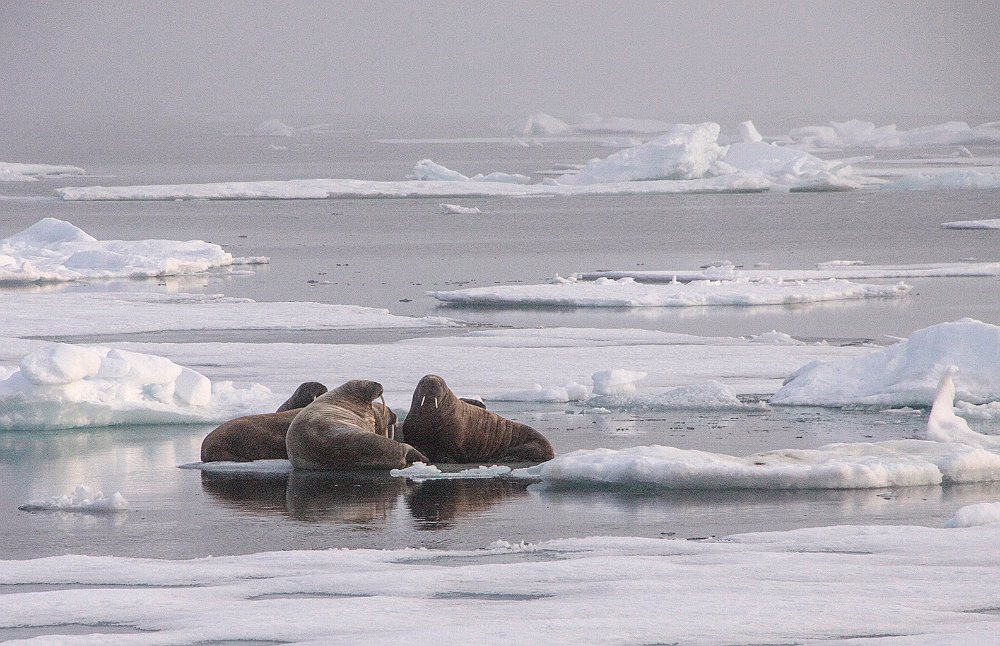 Walruses59.JPG