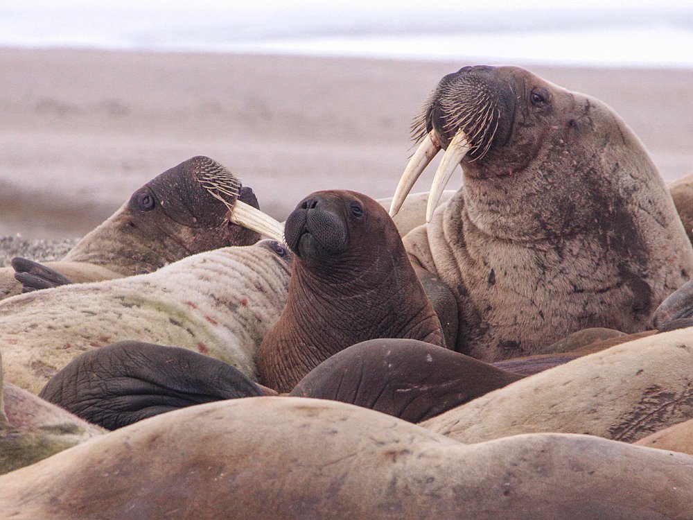 Walruses8.JPG