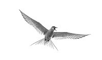ArticTern_1