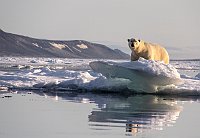 PolarBear142