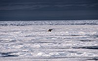 PolarBear144