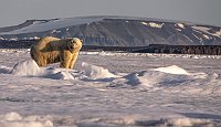 PolarBear147