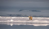 PolarBear148