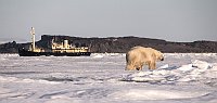 Polarbear143