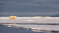 Polarbears150
