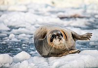Seal48
