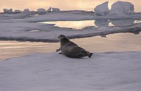 Seal49-no