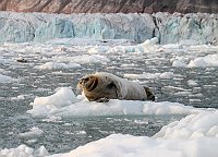 Seal56