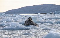 Seal59