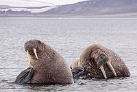 Walruses11