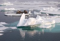 Walruses19