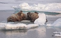 Walruses22