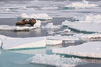 Walruses50