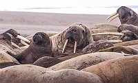 Walruses51