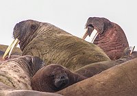 Walruses58