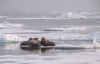 Walruses59