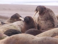 Walruses8