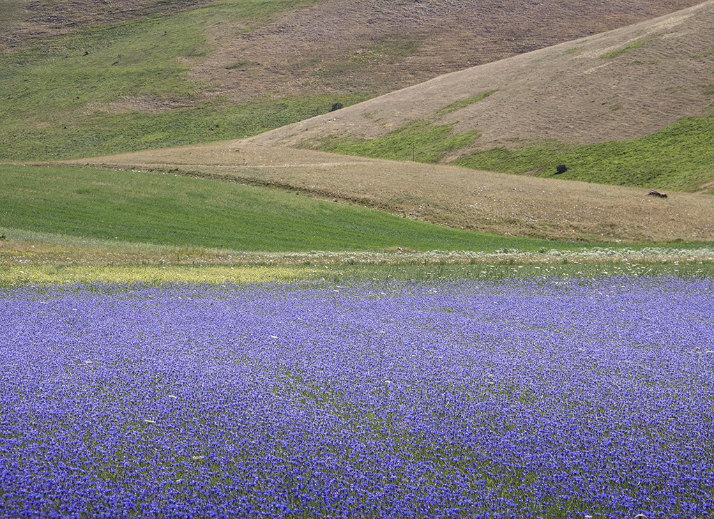 Cornflowers11.JPG