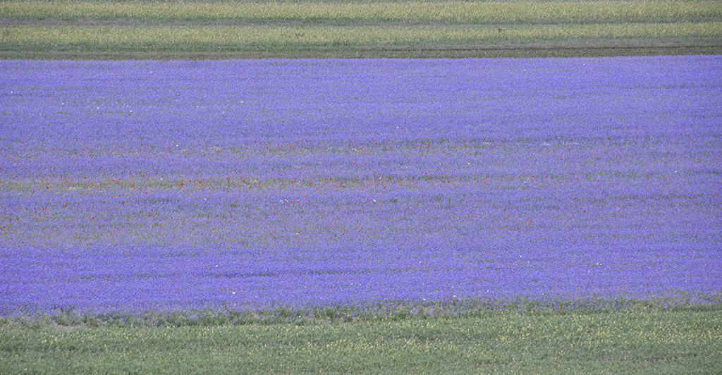 Cornflowers5.JPG