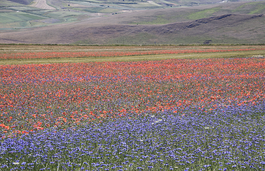 Field44.JPG