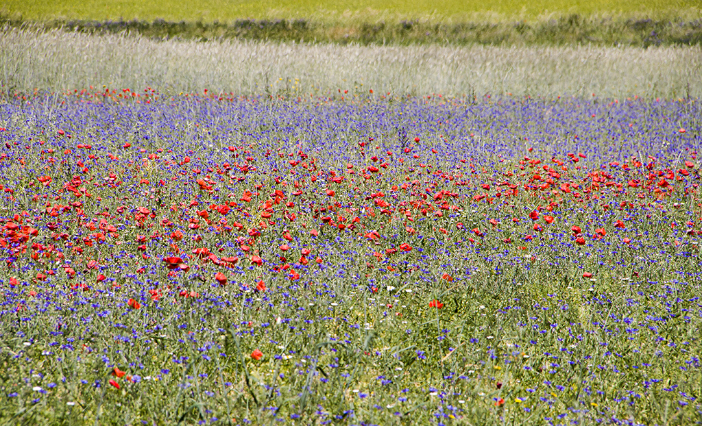 Flowers12.JPG
