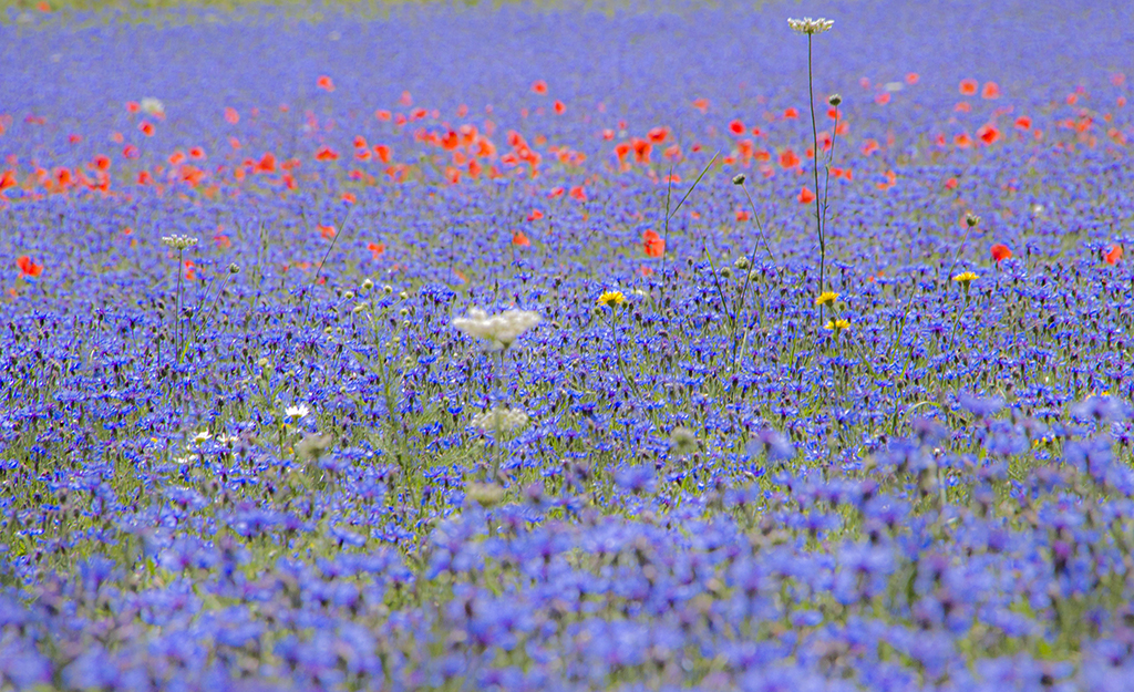 Flowers13.JPG