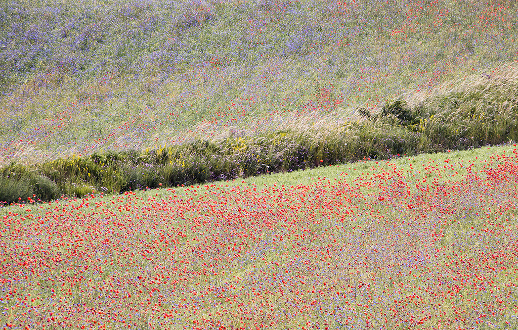 Flowers16.JPG