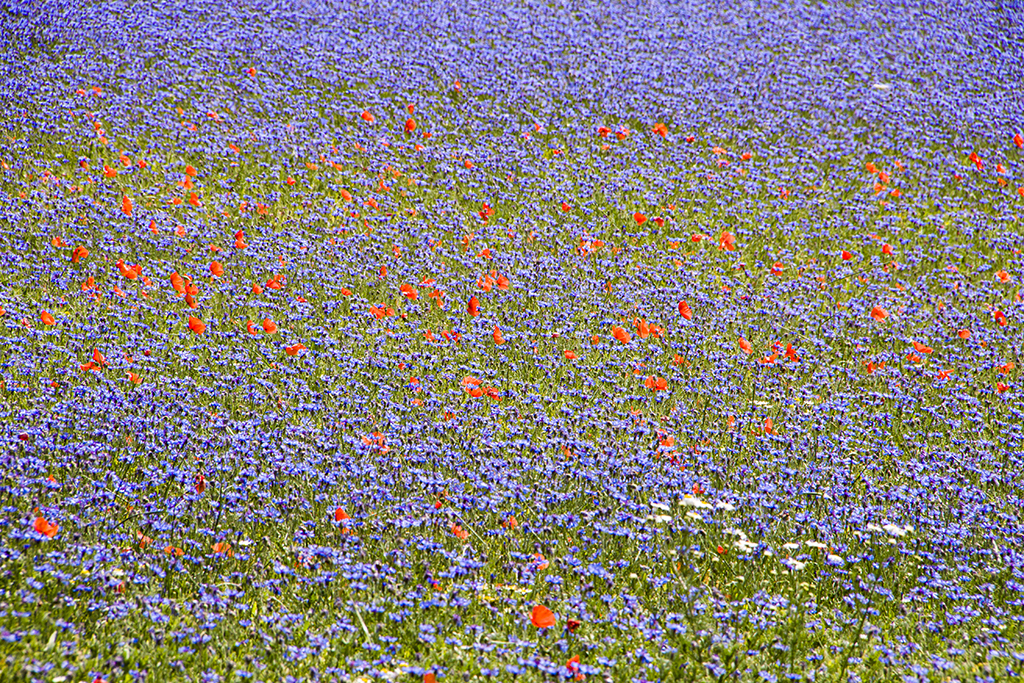 Flowers18.JPG